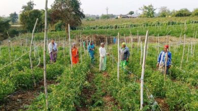 बिहान योजना से आत्मनिर्भर बनीं द्रौपती बांधे बनी लखपति दीदी: प्रतिमाह कमा रहीं 50 हजार रूपए….