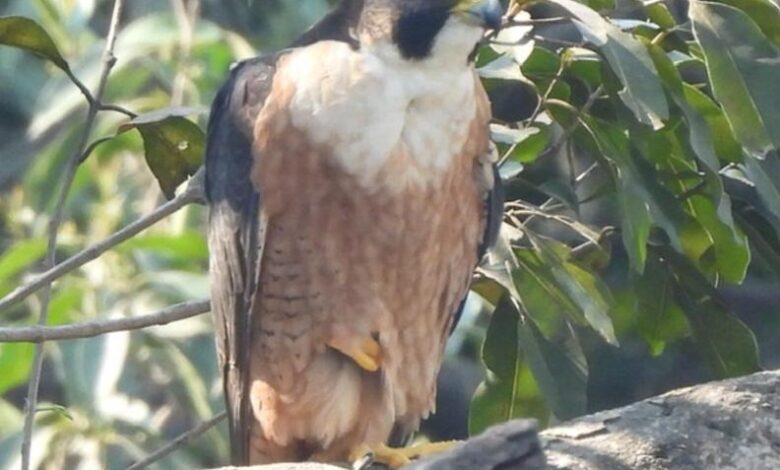 उदंती-सीतानदी में दिखा दुनिया का सबसे तेज़ उड़ने वाला पक्षी पेरेग्रीन फाल्कन….. उदंती-सीतानदी में दिखा दुनिया का सबसे तेज़ उड़ने वाला पक्षी पेरेग्रीन फाल्कन…..