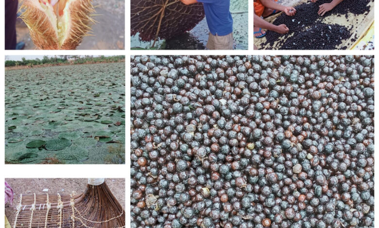 छत्तीसगढ़ में मखाना उत्पादन को प्रोत्साहन: योजना का तेजी के साथ हो रहा है क्रियान्वयन, धमतरी, बालोद, महासमुंद और गरियाबंद जिलों में शुरू हुई मखाना विकास योजना, 178 लाख की राशि स्वीकृत…..