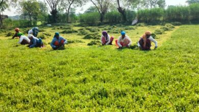 धान से ब्राम्ही तक : कम लागत में अधिक लाभ की ओर अग्रसर किसान…. धान से ब्राम्ही तक : कम लागत में अधिक लाभ की ओर अग्रसर किसान….