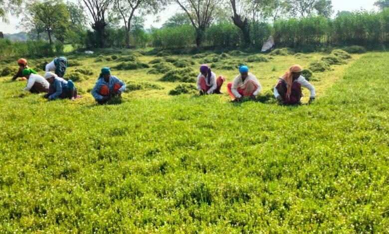 धान से ब्राम्ही तक : कम लागत में अधिक लाभ की ओर अग्रसर किसान….