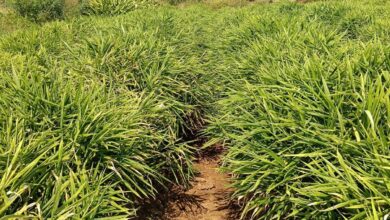 एक जिला एक उत्पाद योजना से बदली तस्वीर…..