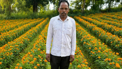 फूलों की खुशबू से महकी किस्मत ईश्वरचरण पैकरा का, परंपरागत खेती छोड़ फूलों की खेती अपनाई, कम लागत में मिला ज्यादा मुनाफा….