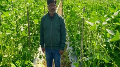 उद्यानिकी की आधुनिक तकनीकों से किसान महेश कश्यप की बदली तकदीर….